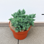 Borievka šupinatá (Juniperus squamata) ´BLUE STAR´ - ∅ 10-15 cm, kont. C3L